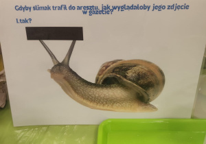 zagadki na temat ślimaka