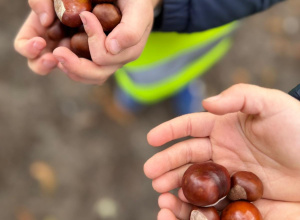 Jesienny spacer Marzycieli w poszukiwaniu kasztanów
