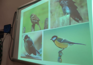 Prezentacja na temat ptaków.