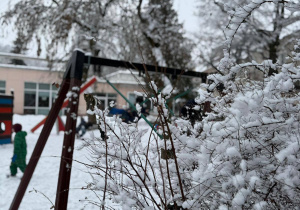 zaśnieżone rośliny