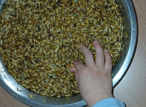 Ogrodnicy w grupie "Nutki"