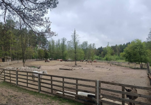 koniki na wybiegu